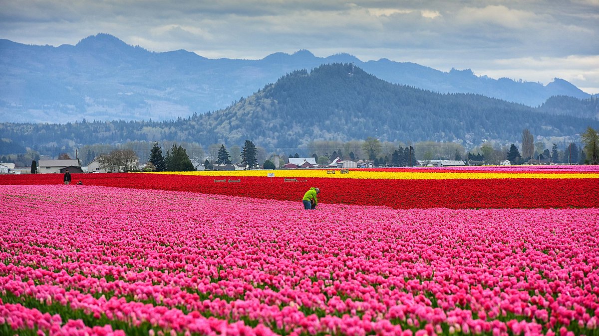 Where to admire tulips this spring, except the Netherlands